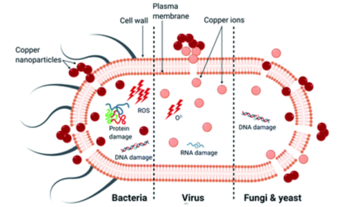 The primary mechanism of death in different microorganisms by copper nanoparticles